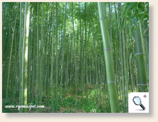 嵯峨竹林